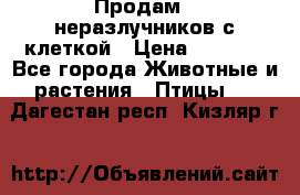 Продам 2 неразлучников с клеткой › Цена ­ 2 500 - Все города Животные и растения » Птицы   . Дагестан респ.,Кизляр г.
